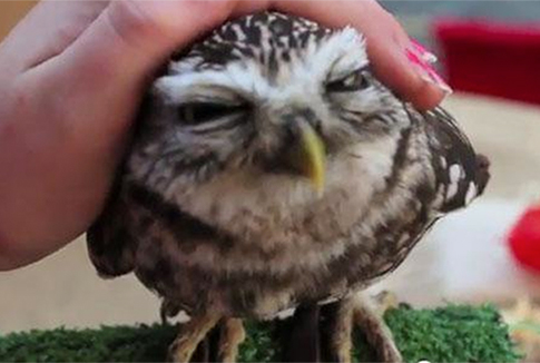 another cute owl