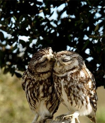 two owls